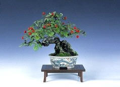 Guida al bonsai www.crespibonsai.com
