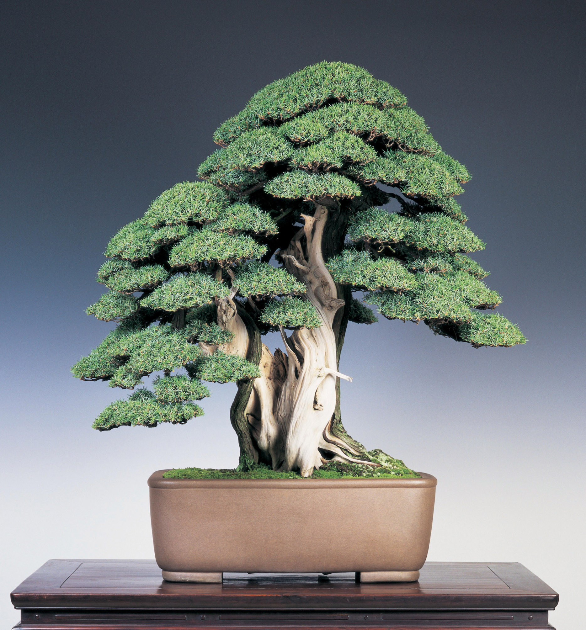 Shota Suzuki様専用 BONSAI www.groupeimmobiliermk.com