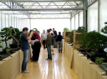 Crespi Bonsai Cup