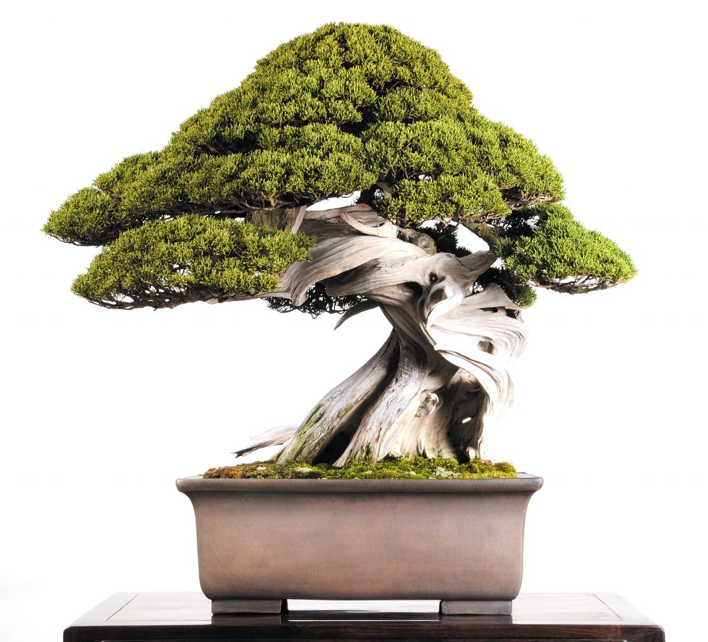 Crespi Bonsai Cup Crespi Cup Crespi Bonsai