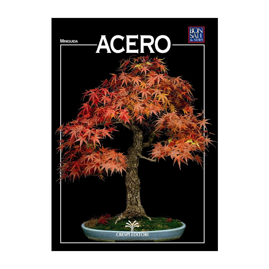 Poster Albero bonsai da interno in un vaso 