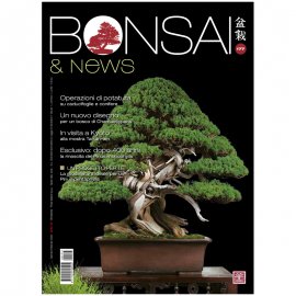 BONSAI & NEWS 177 -  GEN-FEB 2020